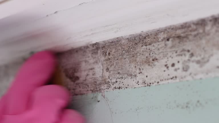 Best Basement Mold Removal  in Yale, OK
